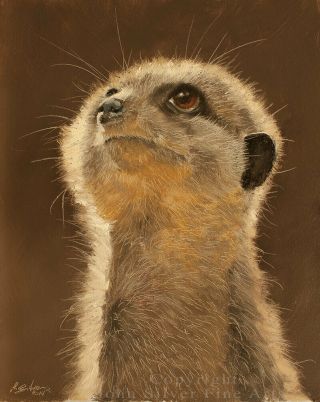 Meerkat Portrait Wildlife Oil Painting By Master Artist John Silver Ba