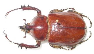 Dynastidae Golofa Obliquicornis Male A1 45mm (panama) Rare