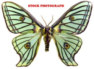 G Insect Butterfly Moth Saturniidae Rare Graellsia Isabellae Moth - Female