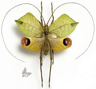 Porphyromma Viridifolia - Male,  Rare Grasshopper,  Mounted,  Actual Specimen