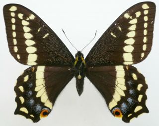 Papilio Indra Indra Female From Fandangle Cyn. ,  Usa