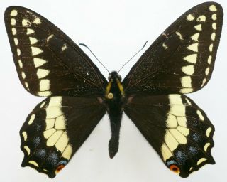 Papilio Indra Indra Male From Fandangle Cyn. ,  Usa