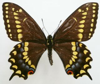 Papilio Brevicauda Gaspeensis Female From Gaspe,  Canada