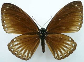Papilio (chilasa) Paradoxa Paradoxa Female From Mt.  Halimum,  Java,  Rare,