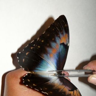 Morpho Cisseis Cabrera Male A1/a -.  Unmounted.  Coloration