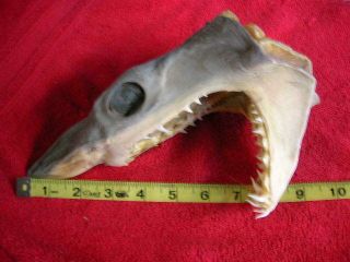 Real dried MAKO SHARK HEAD TAXIDERMY/jaw/jaws/mount/teeth/sharks/skeleton/fish 2