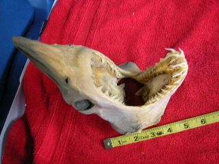 Real dried MAKO SHARK HEAD TAXIDERMY/jaw/jaws/mount/teeth/sharks/skeleton/fish 3