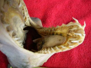Real dried MAKO SHARK HEAD TAXIDERMY/jaw/jaws/mount/teeth/sharks/skeleton/fish 4