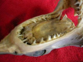 Real dried MAKO SHARK HEAD TAXIDERMY/jaw/jaws/mount/teeth/sharks/skeleton/fish 5