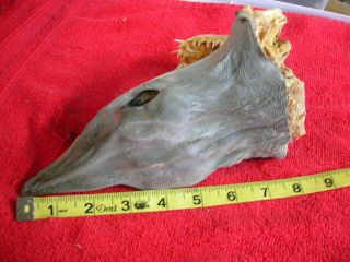 Real dried MAKO SHARK HEAD TAXIDERMY/jaw/jaws/mount/teeth/sharks/skeleton/fish 6