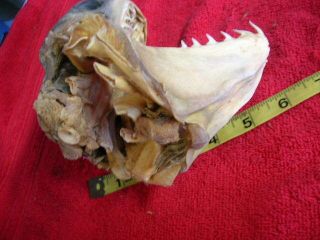 Real dried MAKO SHARK HEAD TAXIDERMY/jaw/jaws/mount/teeth/sharks/skeleton/fish 8