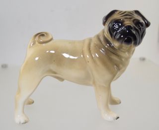 Vintage Large Made In England Porcelain Pug Dog Figurine 5 3/4 " X 6 1/2 " 42