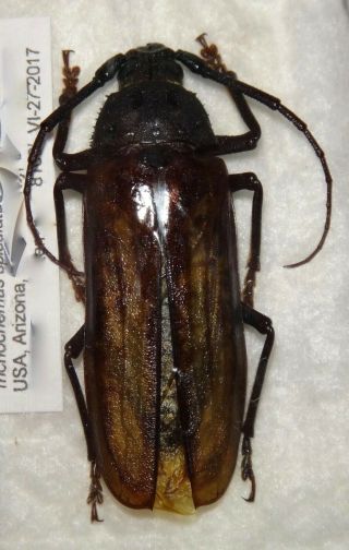 Rare Ergates Spiculatus Neomexicanus Male 54.  5mm Az 1 Longhorn Beetle Prioninae