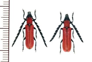 Cerambycidae:pyrestes Yayeyamensis Pair A1,  Unmounted,  Japan,  Beetle