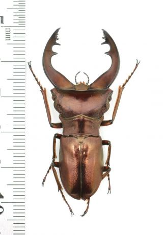 Lucanidae Cyclommatus Speciosus Anepsius? 49mm From Georgia