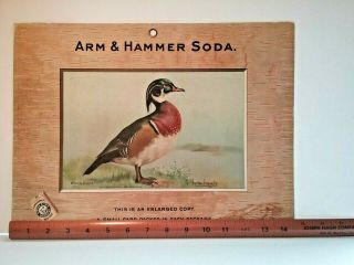 1904 Rare Arm & Hammer Salesman Sample Lg.  Signed Trade Card Sign - Wood Duck