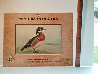 1904 Rare ARM & HAMMER Salesman Sample Lg.  Signed TRADE CARD SIGN - Wood Duck 4