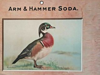 1904 Rare ARM & HAMMER Salesman Sample Lg.  Signed TRADE CARD SIGN - Wood Duck 5