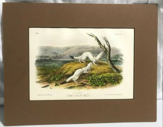 5 Antique Audubon Prints 1849 - 1854 Weasel Lemmings Shrew Sewellel