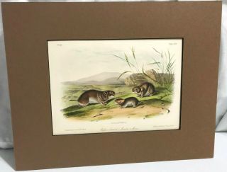 4 Antique Audubon Prints 1849 - 1854 Mice & Rats Viviparous Quadrupeds Na