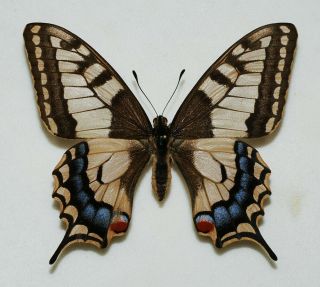 Papilioniae - Papilio Machaon - Swallowtail - Aberration Female