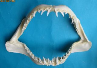 15 " White Mako Shark Jaw Teeth Taxidermy For Scientic Study Sd - 358