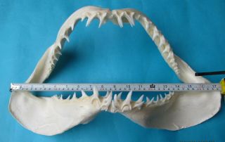 17 1/2 " White Mako Shark Jaw Teeth Taxidermy For Scientific Study Sd - 325