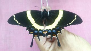 Papilionidae Papilio Garamas Female From Oaxaca - México