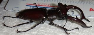 Lucanidae Lucanus elaphus 56mm Indiana Elephant Stag Beetle Insect 3 3