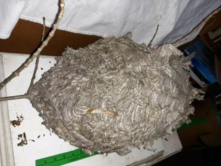 Real Paper Wasp Hornet Nest Display Taxidermy Hive Science Cabin Decor Man Cave