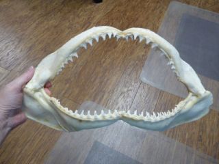 Sj01 - 22c 17 " Common Blacktip Black Tip Shark Grade B Jaw Teeth Sharks Science