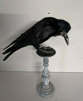 Taxidermy Rook - Crow Family Extra Large Fixed To A Base