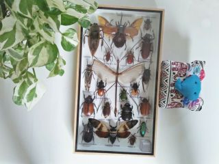 Real Rare Big Set Taxidermy Insect Display Butterfly Gift Box Framed Bug Spider