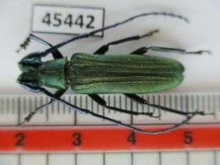 45442.  Cerambycidae Sp.  Vietnam North