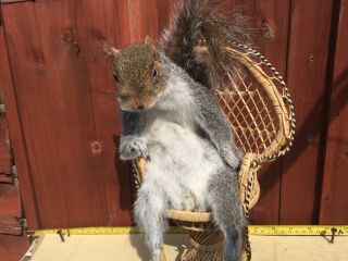 Taxidermy Squirrel Countryside Prop Mus Musculus Gift