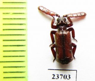Carabidae,  Paussinae Sp. ,  Tanzania