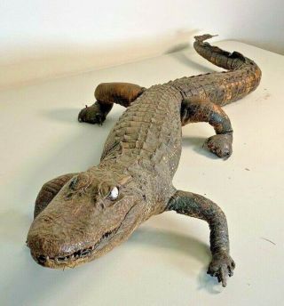 Vintage Taxidermy Young Baby Alligator/ Caiman 40 " Real