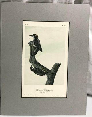 3 Antique Audubon Prints 1856 Marsh & Blackbird,  Woodpecker,  Ms.  Kite