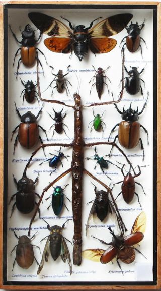 Very Rare Real Walking Stick Insect With The Beetles Taxidermy In Wooden Box