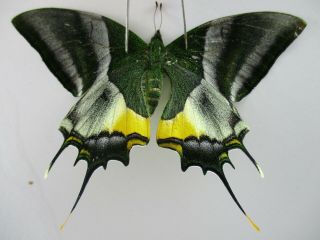 Pa4763.  Unmounted Butterflies: Teinopalpus Imperialis.  North Vietnam.  Yen Bai