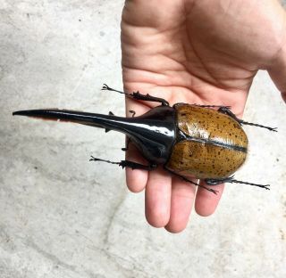 Dynastes Hercules Lichyi 143mm Insect Beetle Specimen