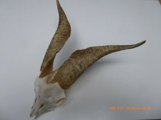 Billy Goat Skull With Horns Taxidermy Hunting Gothic Bone Crafts