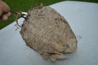 Real Paper Wasp/hornet Nest 12” X 9” Wasp Bee Taxidermy