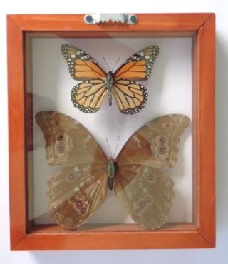 2 REAL FRAMED BUTTERFLY BLUE MORPHO DIDIUS & MONARCH MOUNTED DOUBLE GLASS 3