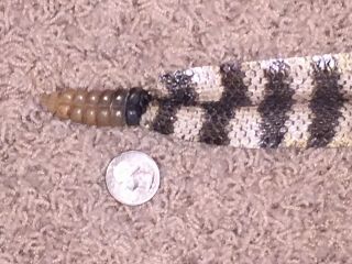 Rattlesnake Skin Craft Taxidermy 55 Incher