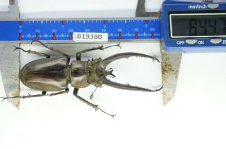 B19380 – Lucanus Planeti Ps.  Beetles – Insects Ha Giang Vietnam 84mm