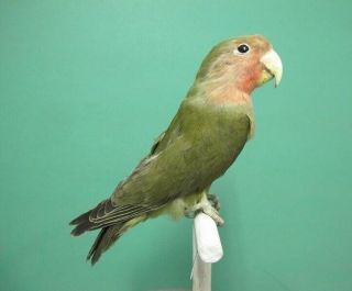 Olive Green Peachface Lovebird Real Bird Taxidermy Mount