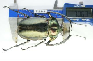 B19343 – Cheirotonus Jansoni Ps.  Beetles – Insects Ha Giang Vietnam 70mm