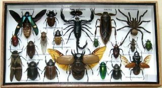 21 Real Bug Mounted Beetle Boxed Rare Insect Display Taxidermy Entomology