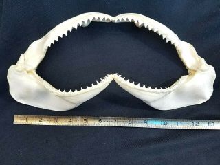 Shark Jaws And Teeth Blacktip Reef Shark